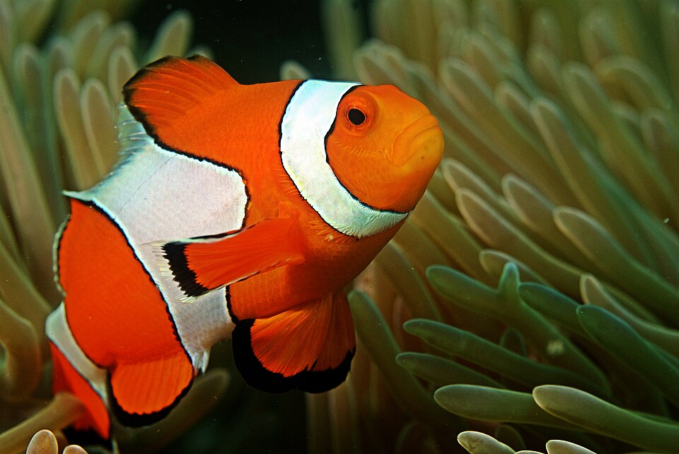 Ocellaris
