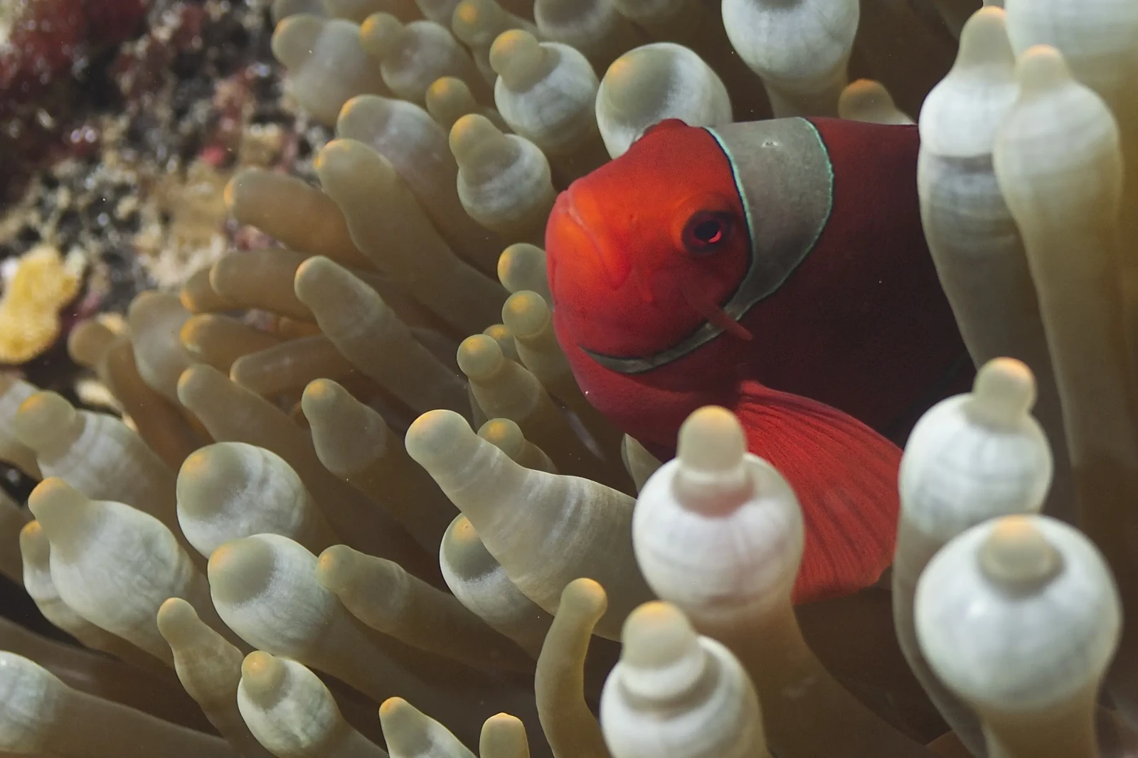 Maroon clownfish