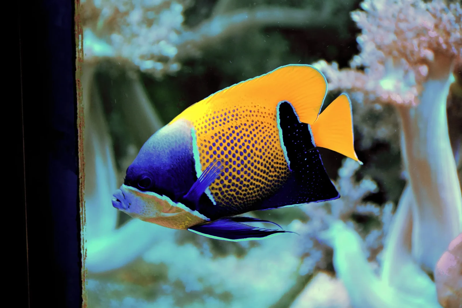 Majestic angelfish