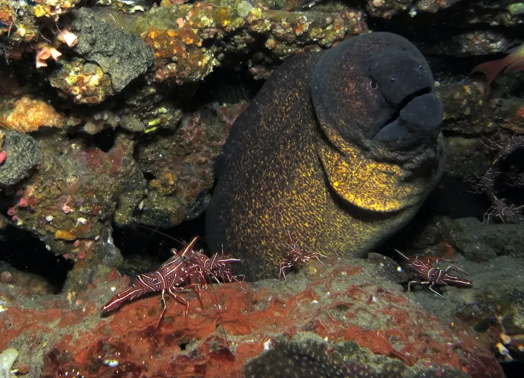 Yellow-edged moray