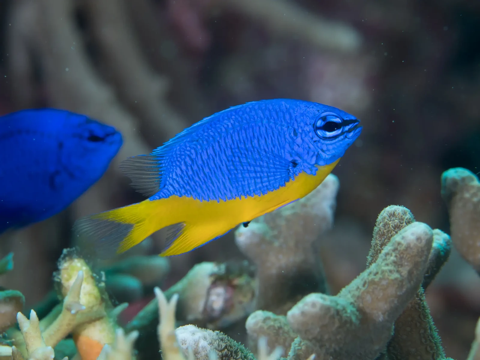 Azure damsel