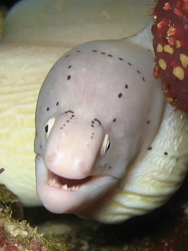 Geometric moray
