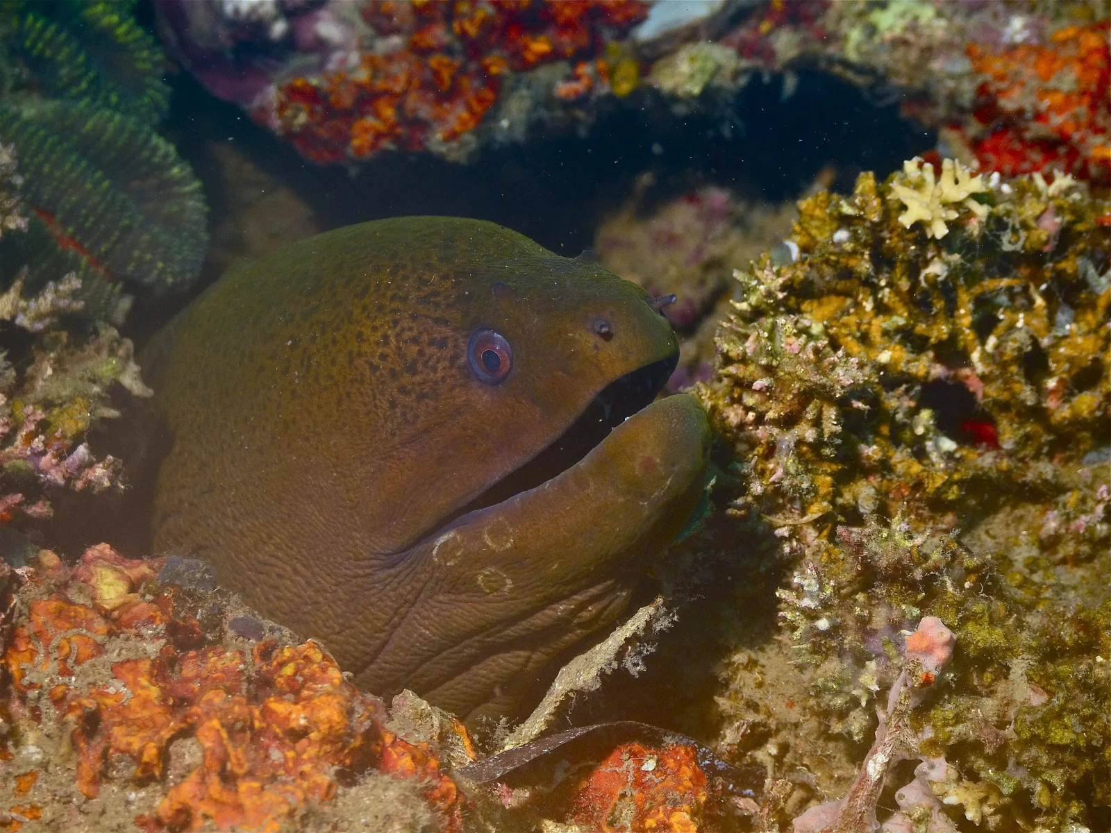 Giant moray