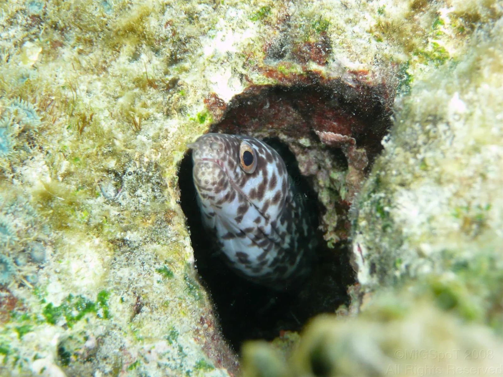 Spotted moray