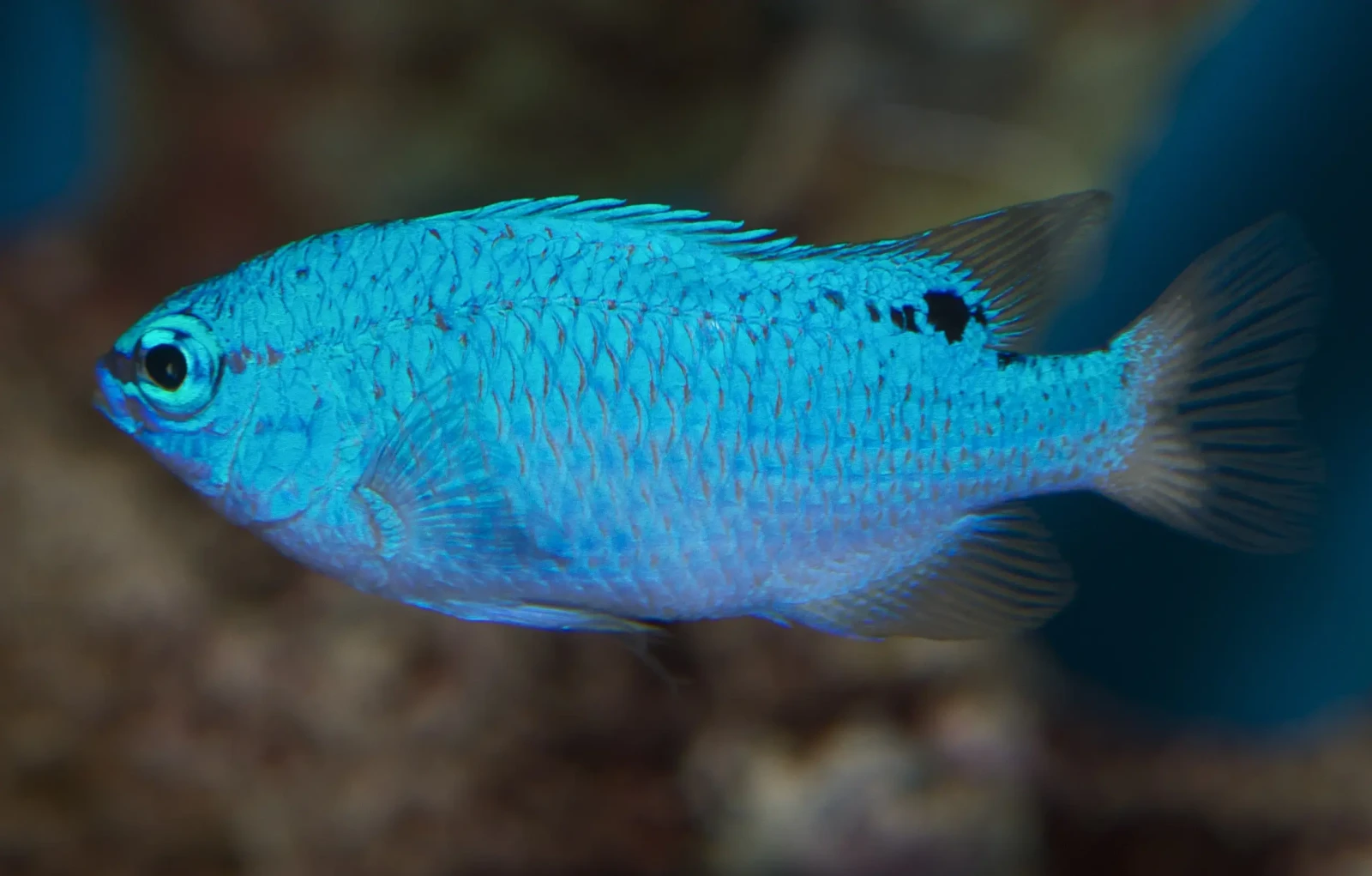 Blue damsel