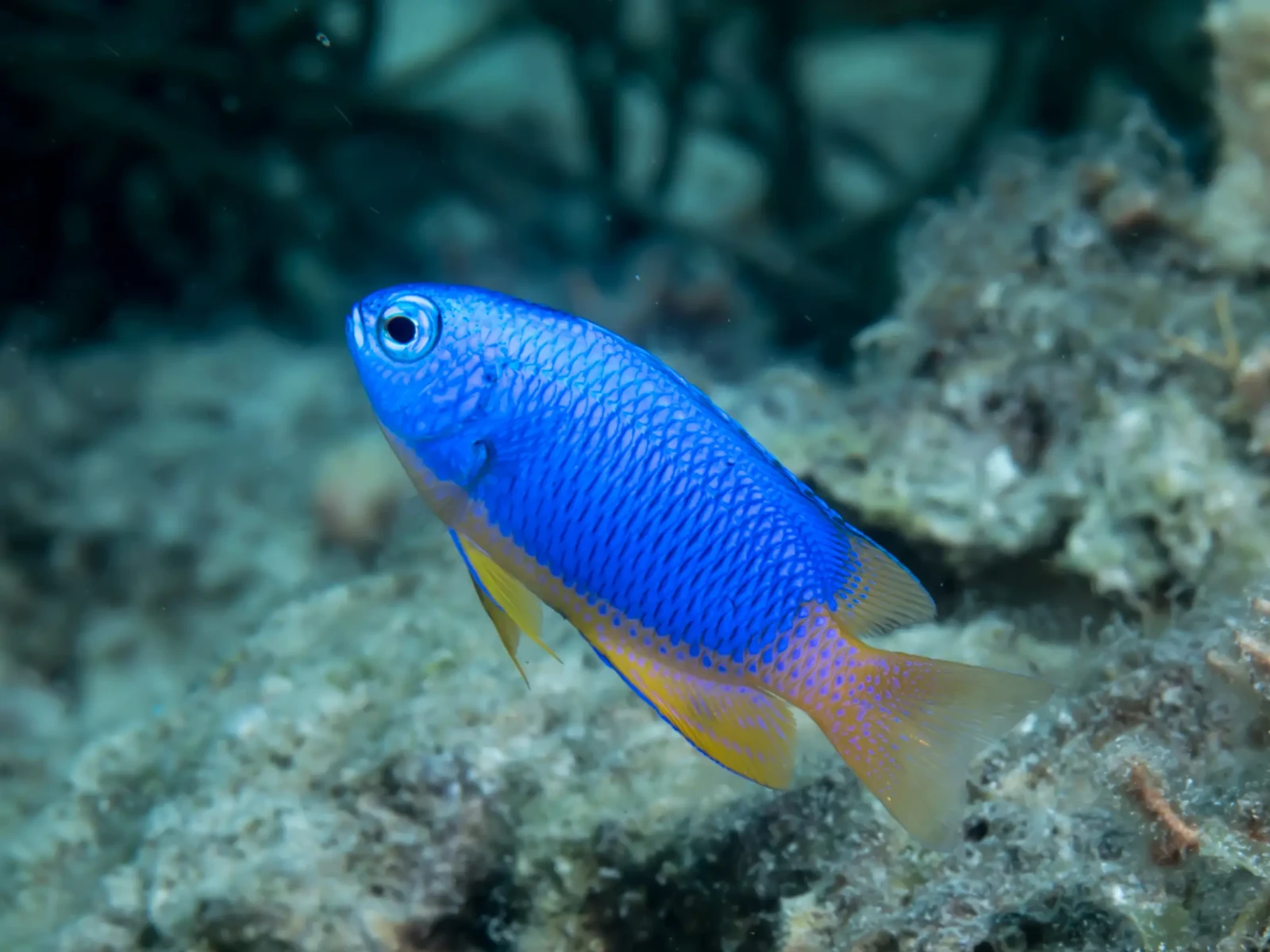 Blue and gold damsel