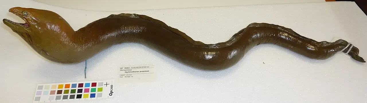 Yellow moray