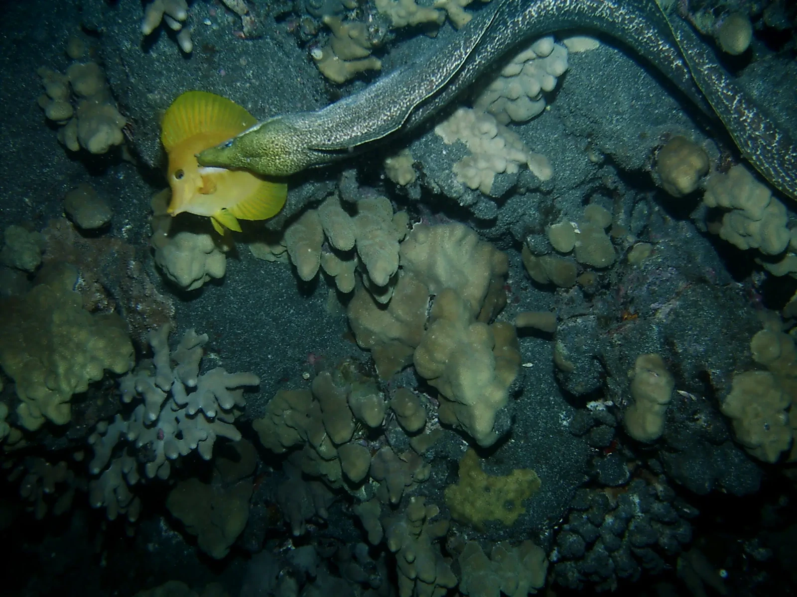 Undulated moray