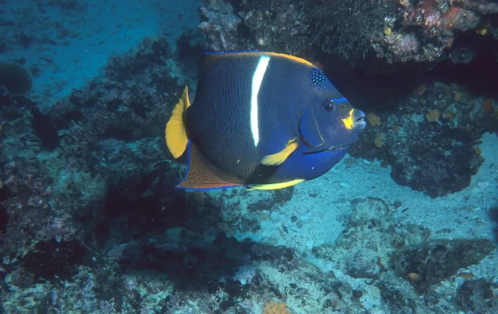 King angelfish