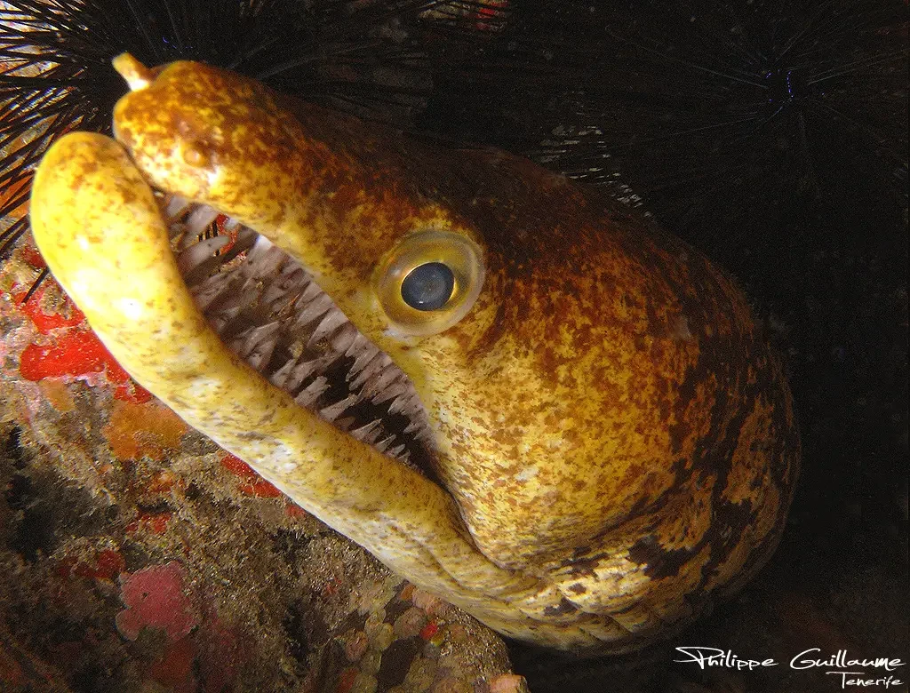 Fangtooth moray