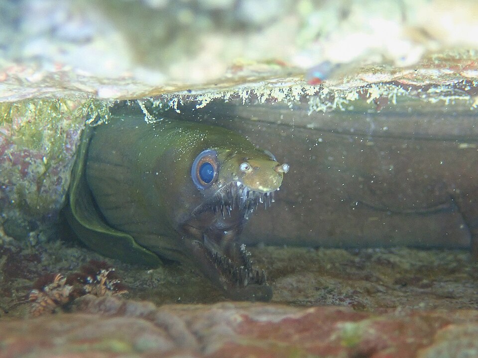 Slenderjaw moray