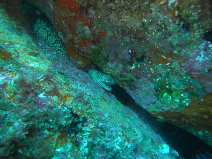 Mosaic moray