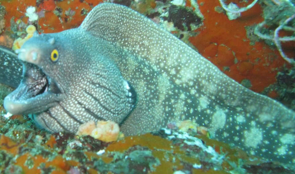 Argus moray