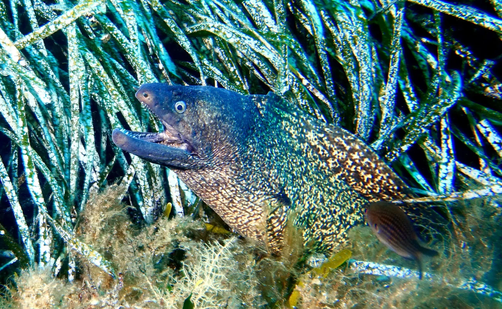 Mediterranean moray