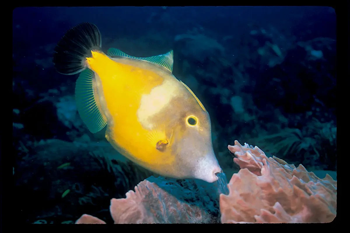 American whitespotted filefish