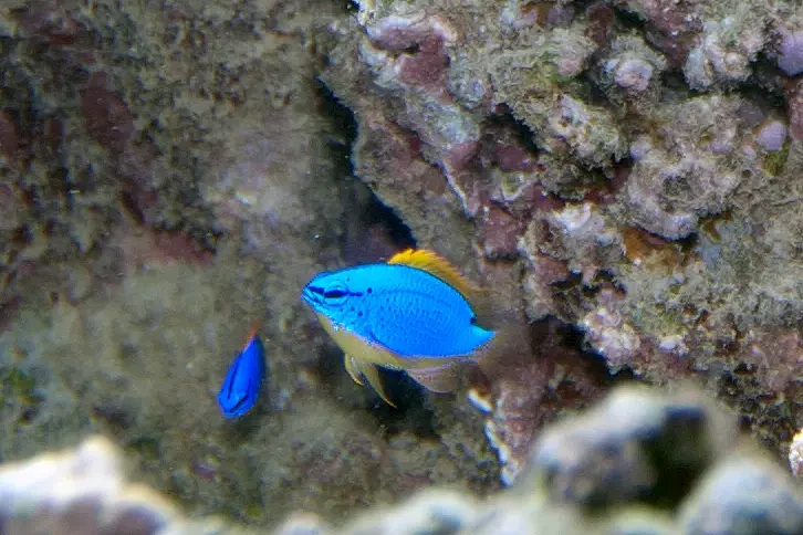 Fiji blue devil damsel