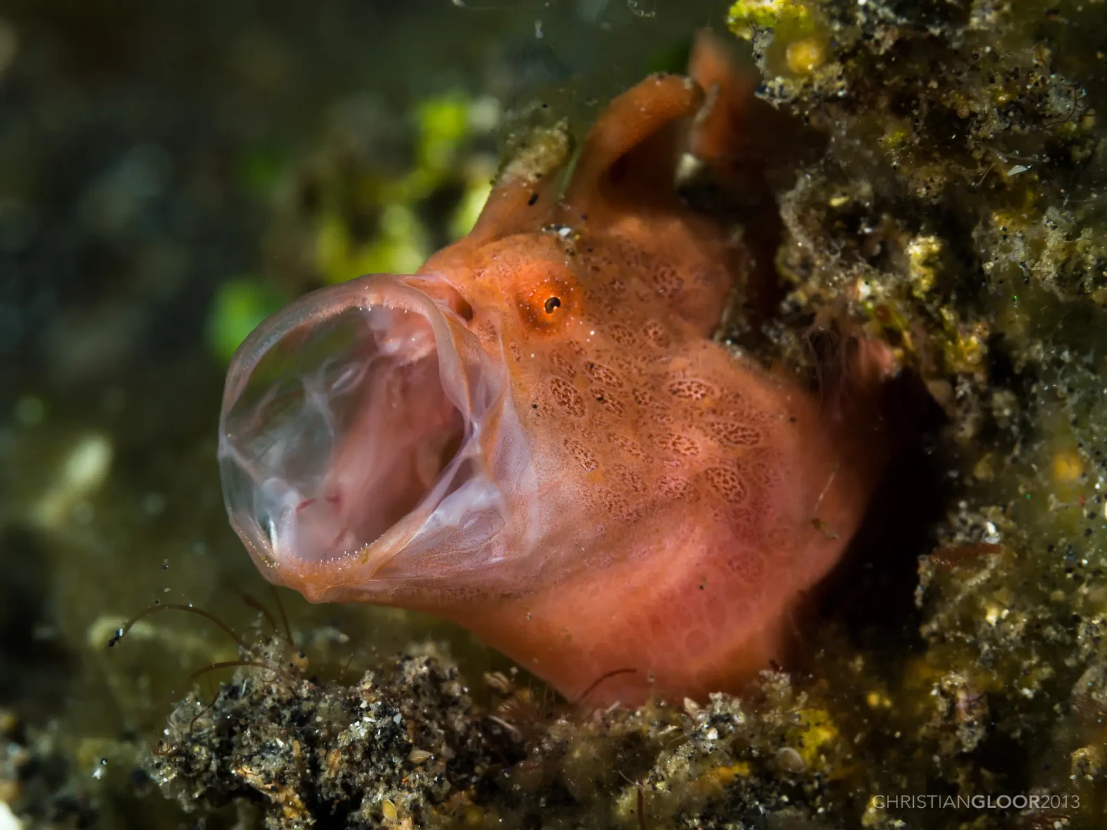 Painted frogfish