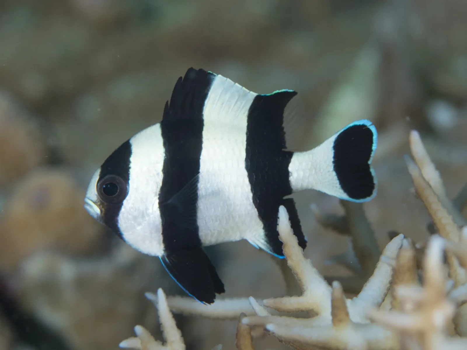 Four stripe damsel