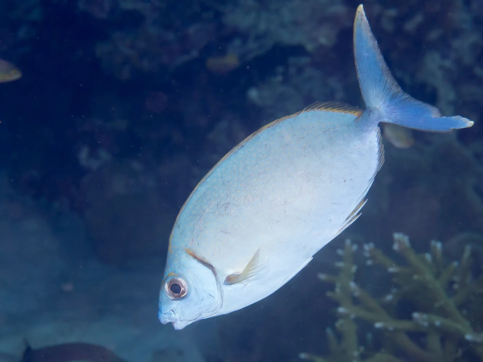 Streamlined spinefoot