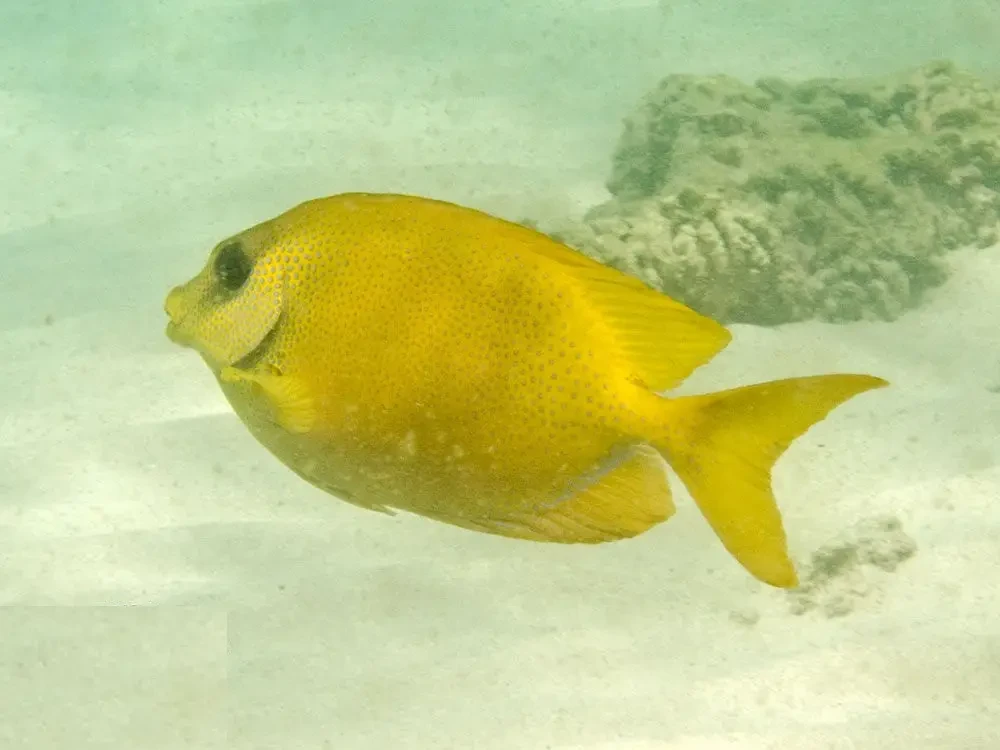 Blue-spotted spinefoot