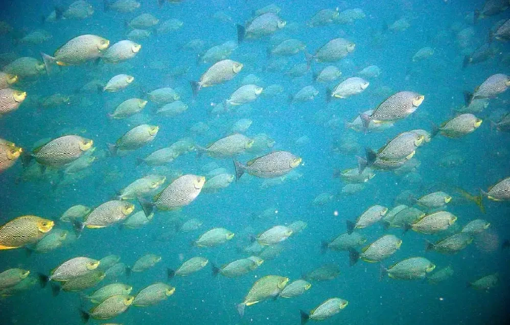 Streaked spinefoot