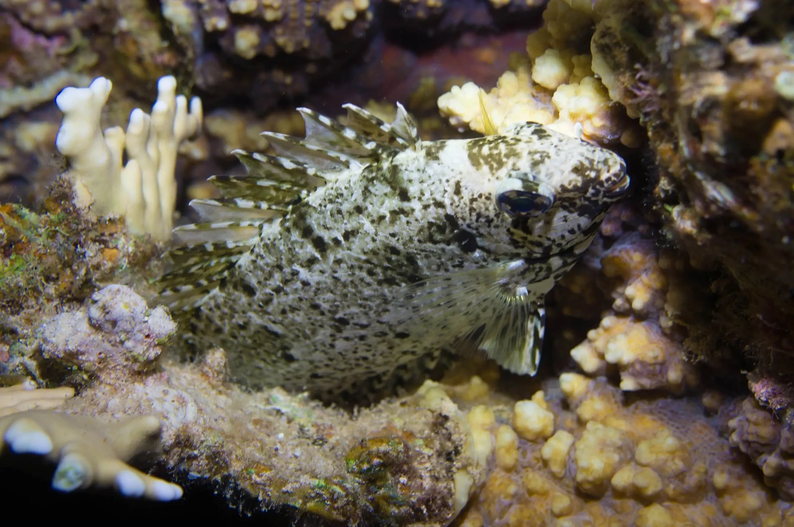 Dusky spinefoot