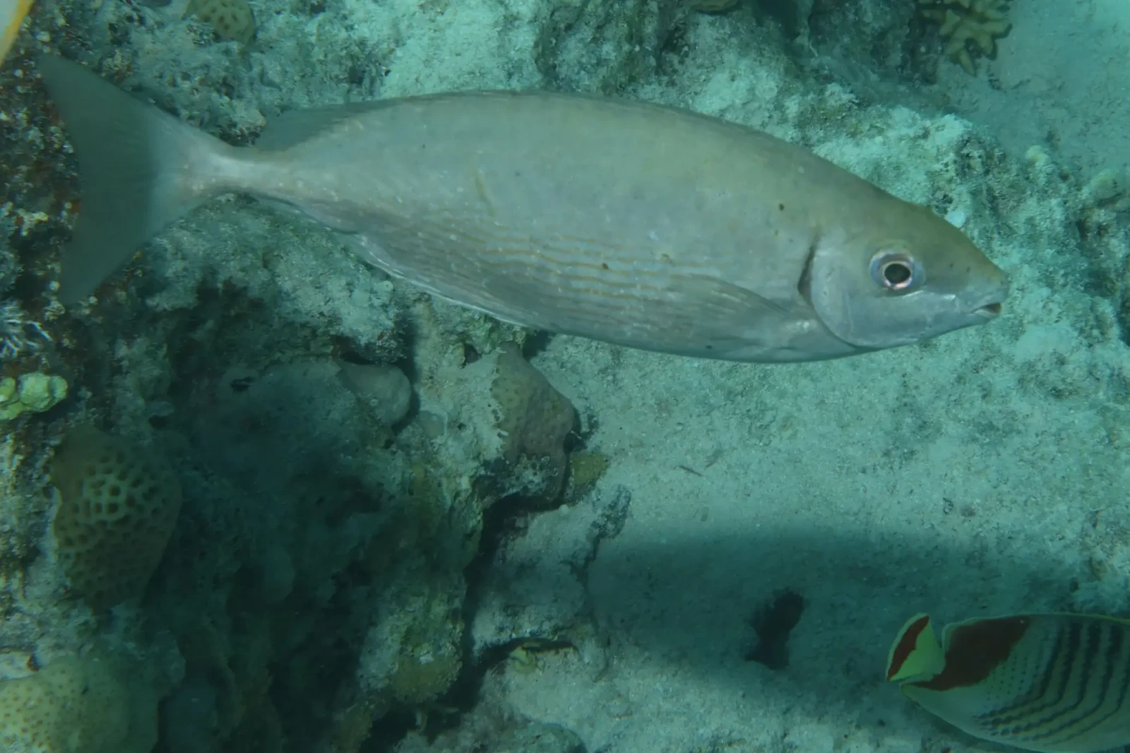 Marbled spinefoot
