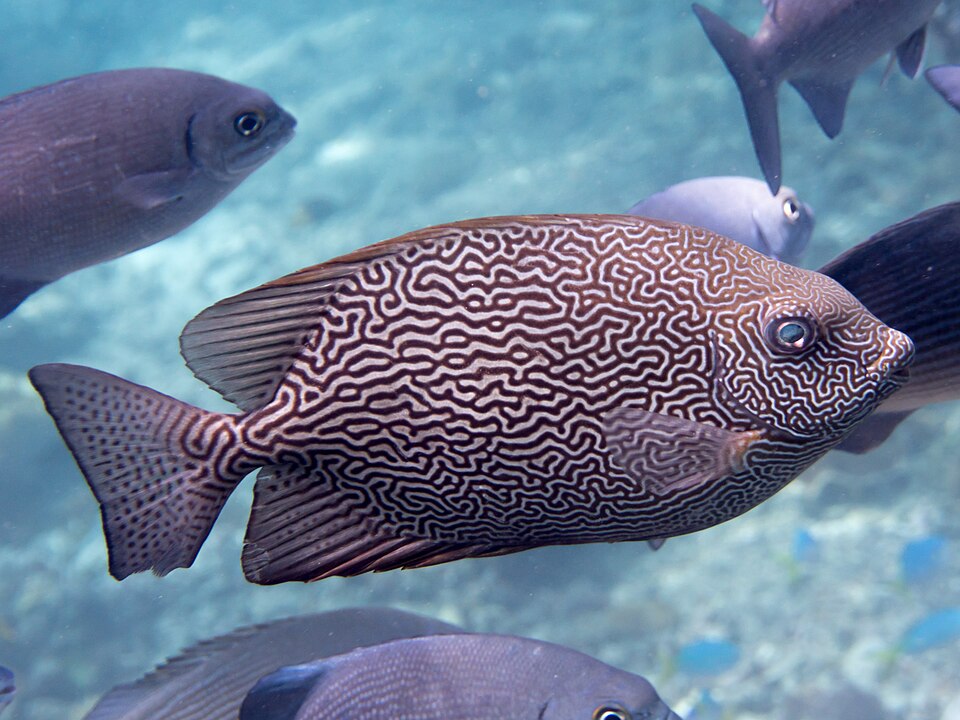 Vermiculated spinefoot