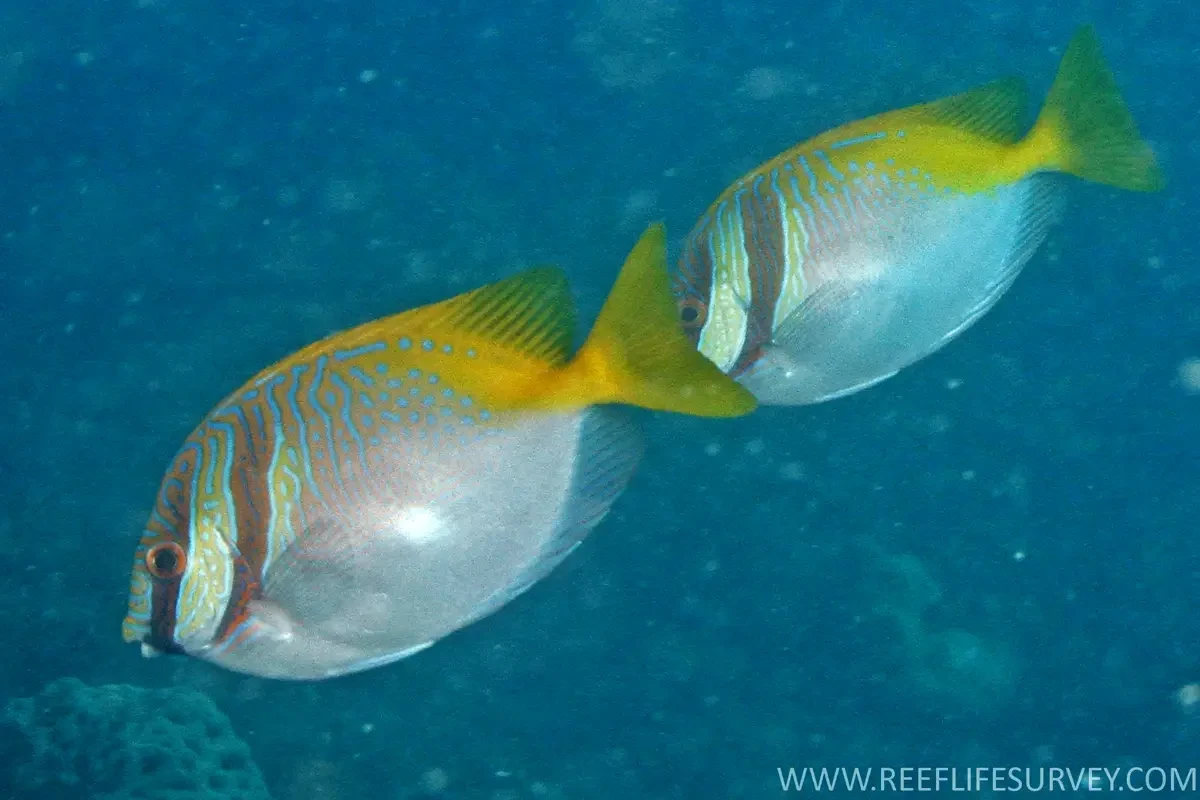 Barhead spinefoot