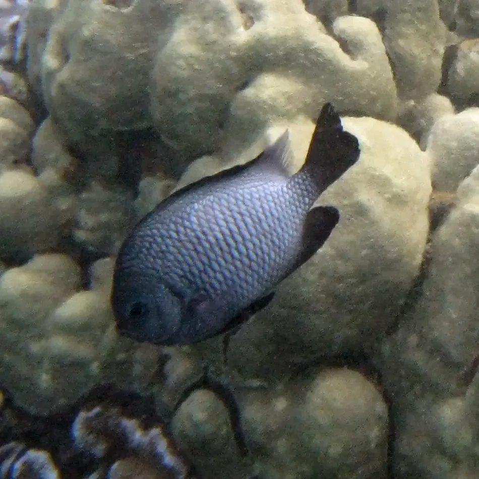 Hawaiian Dascyllus