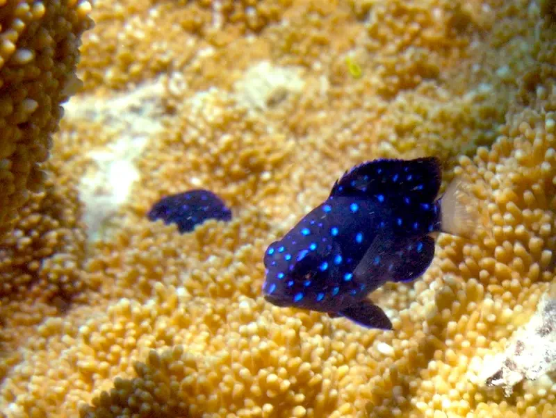 Jewel damsel