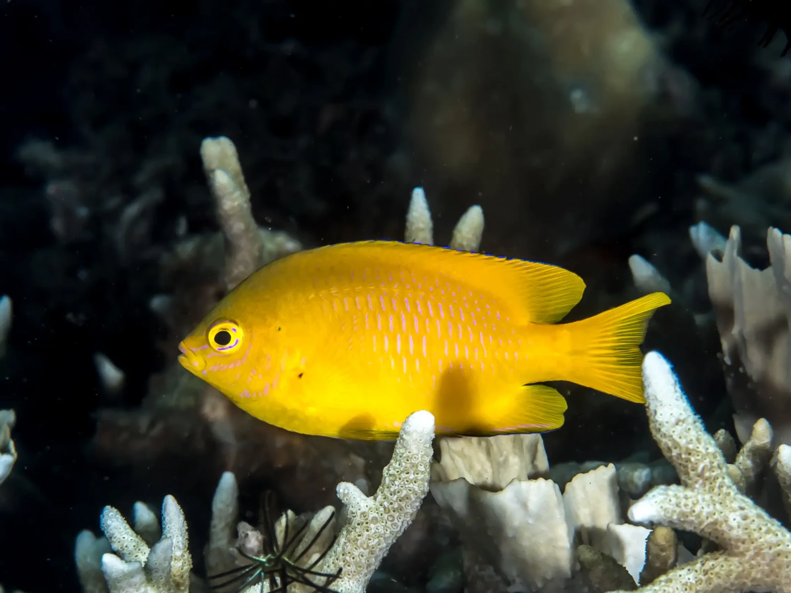 Lemon damsel