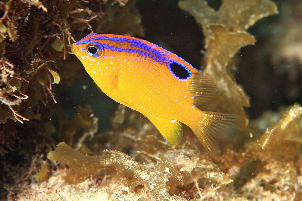 Longfin gregory