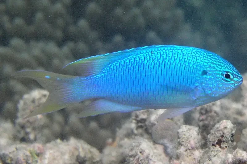 Pavo damsel