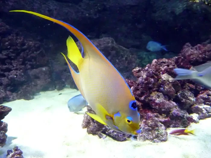 Queen angelfish