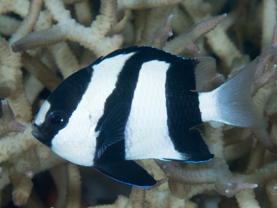 Three stripe damsel
