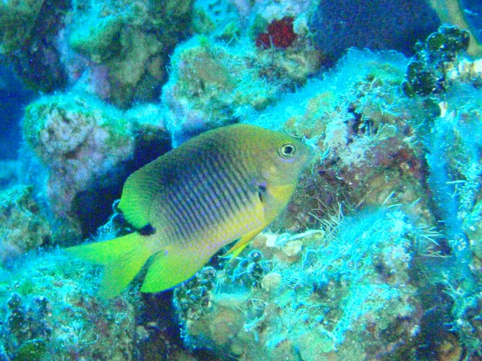 Three Spot damsel