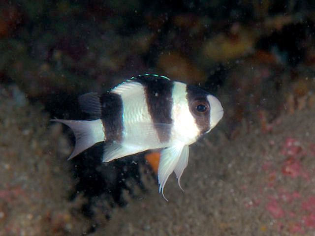 Tuxedo damsel