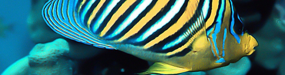 Royal angelfish