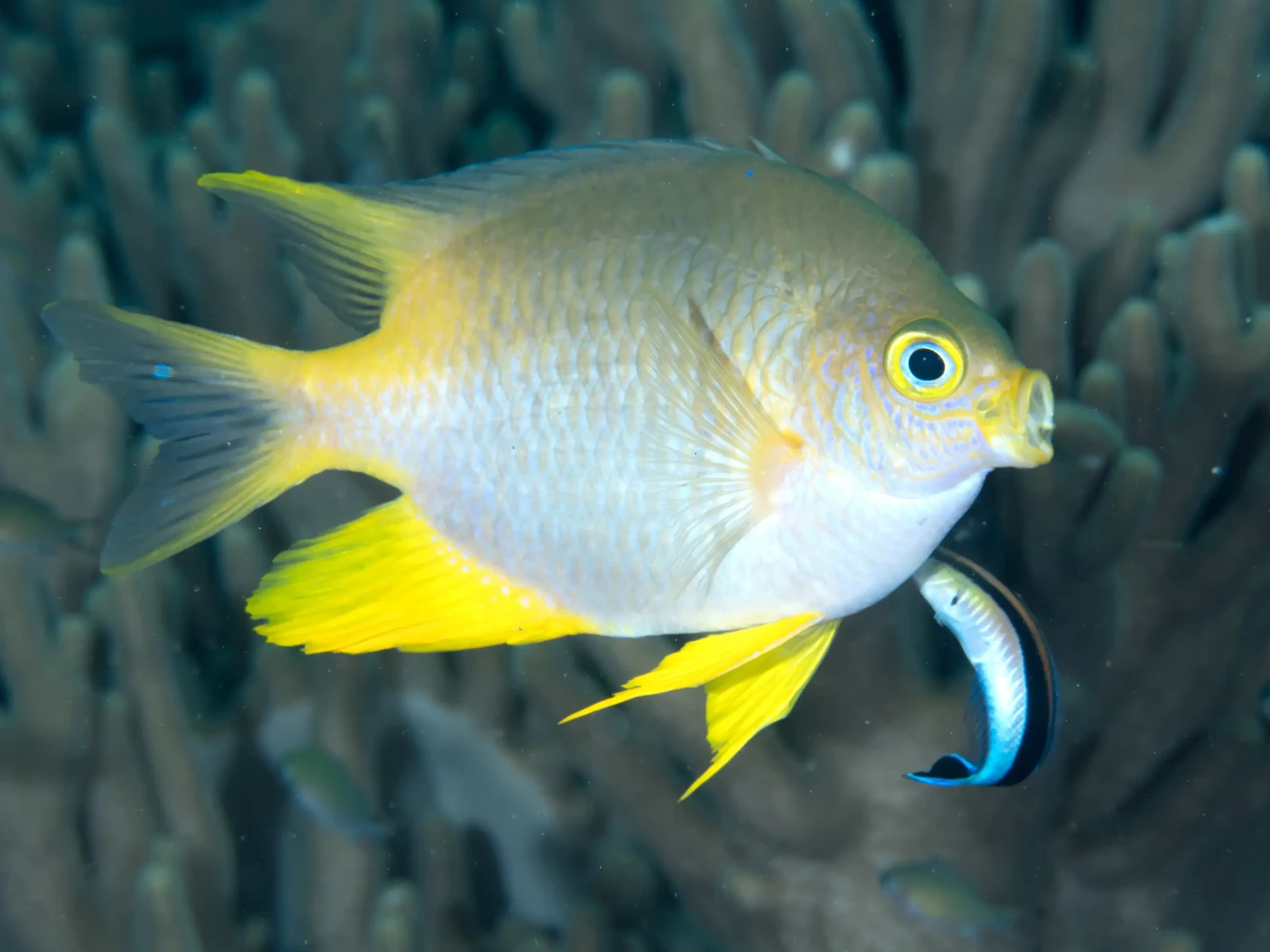 Yellow damsel