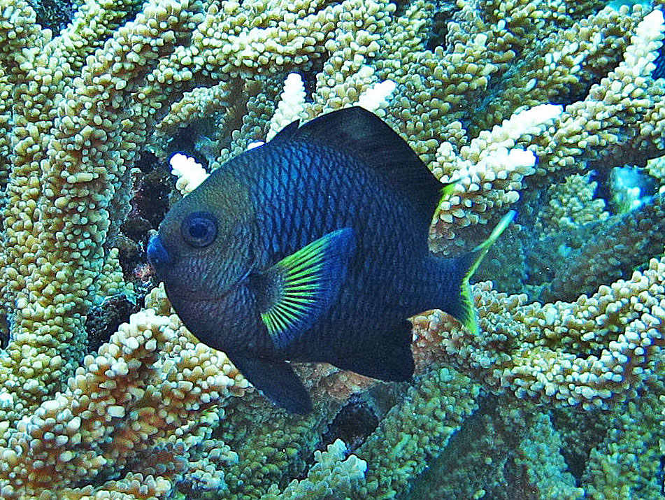 Yellowtail Dascyllus