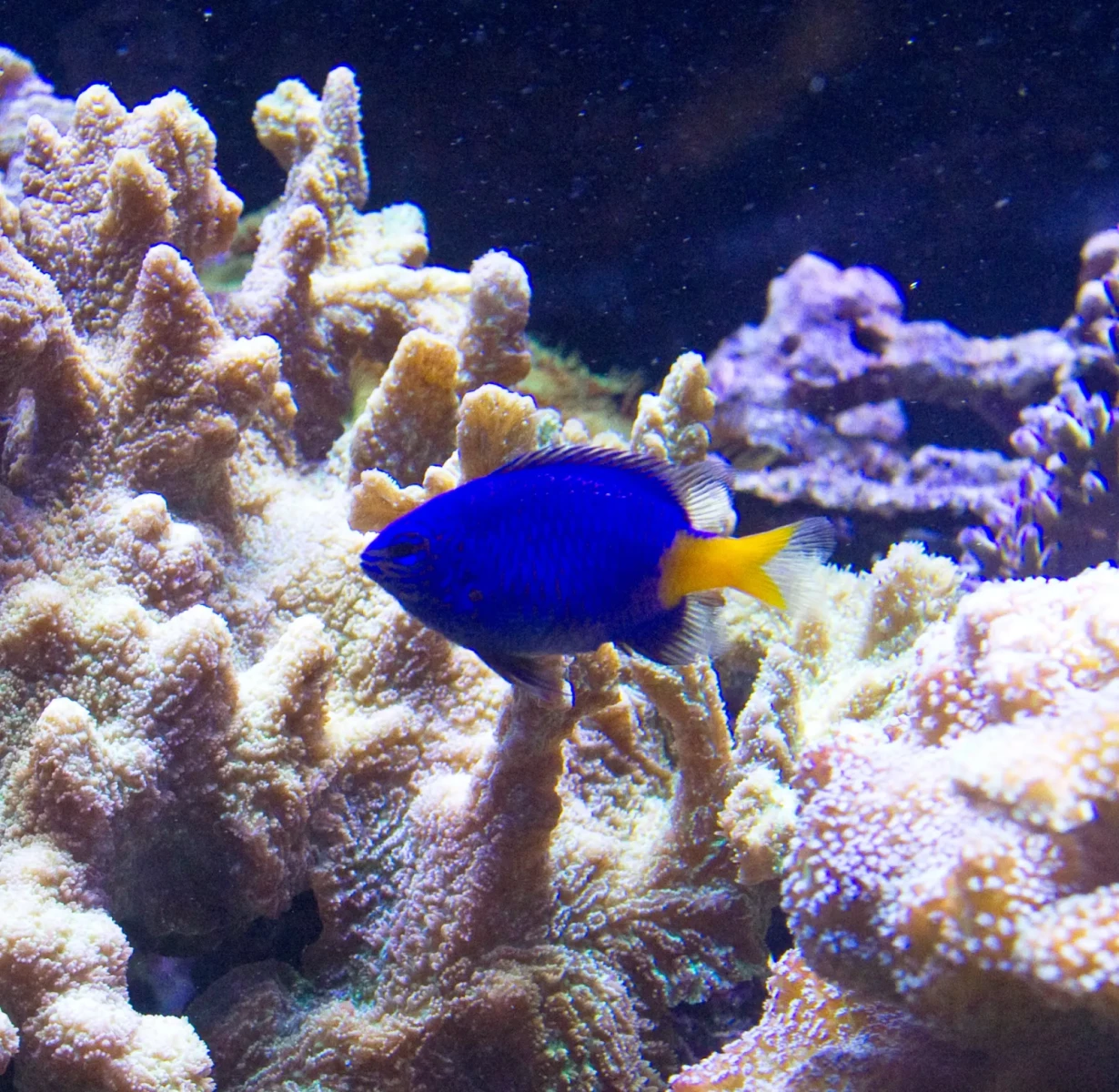 Yellowtail damsel