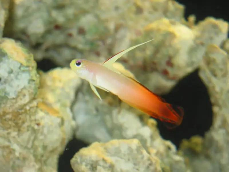Fire fish