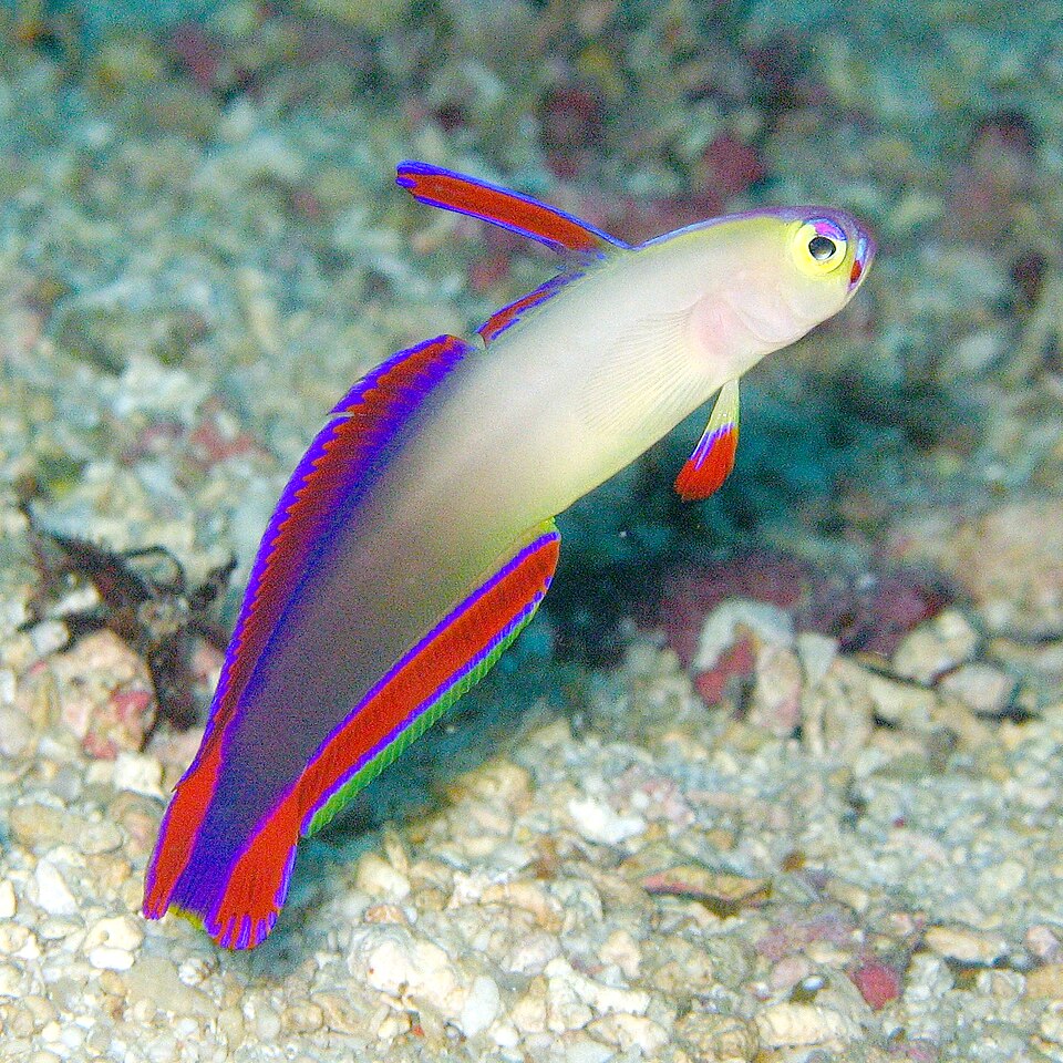 Purple fire fish