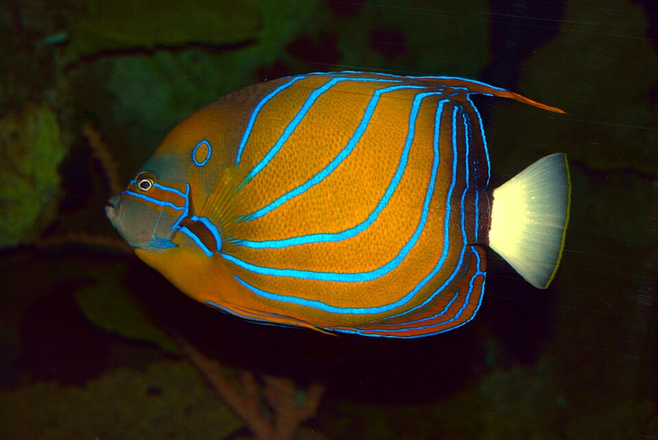 Blue ring angelfish