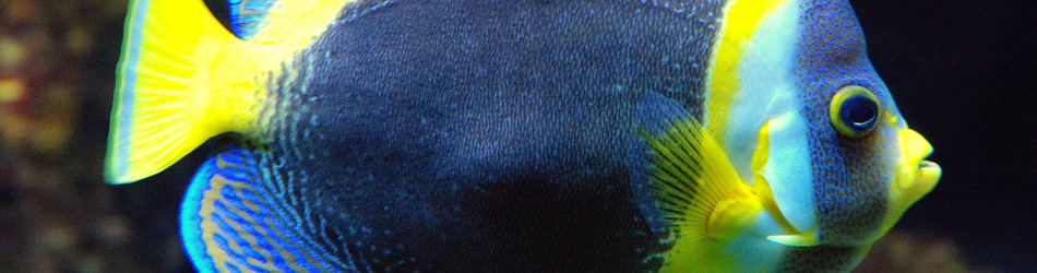 Scribbled angelfish