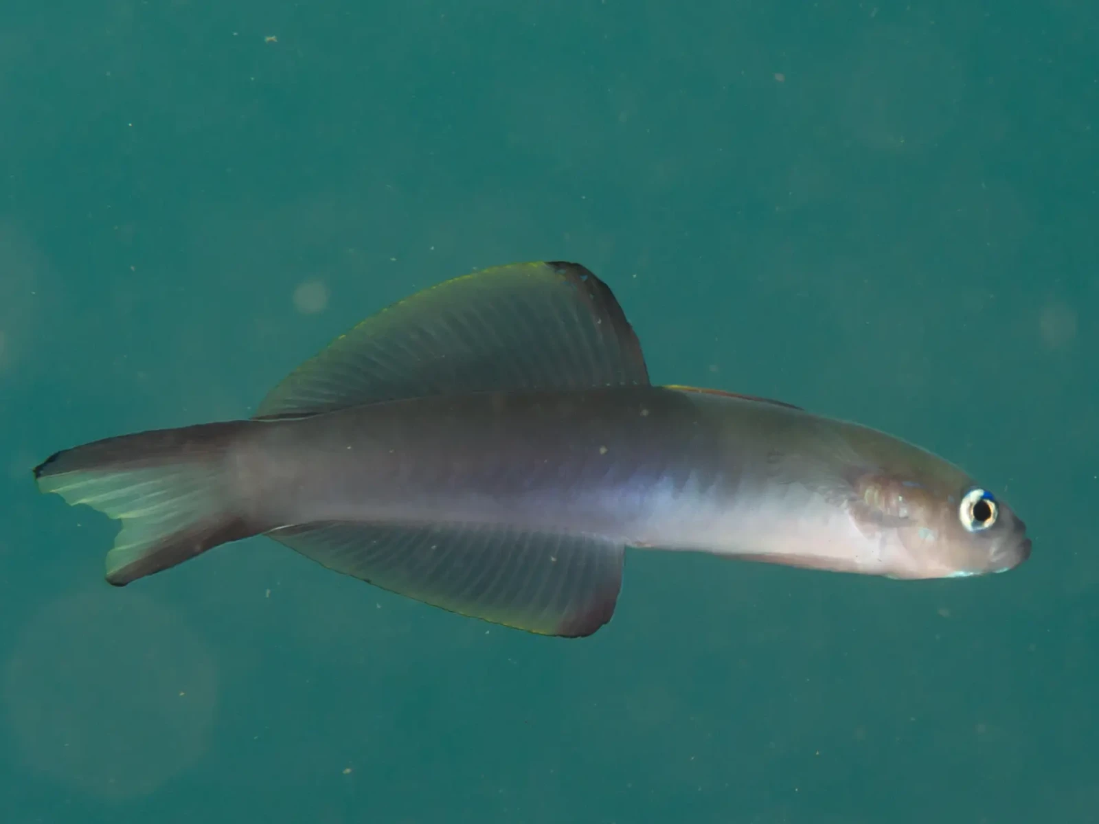 Scissortail dartfish