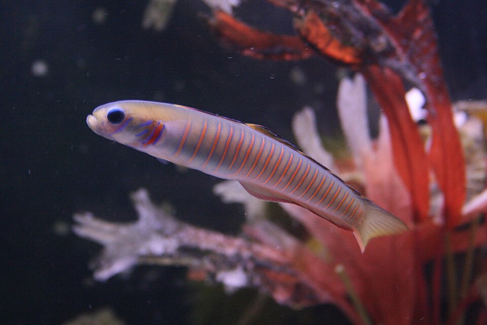 Zebra barred dartfish