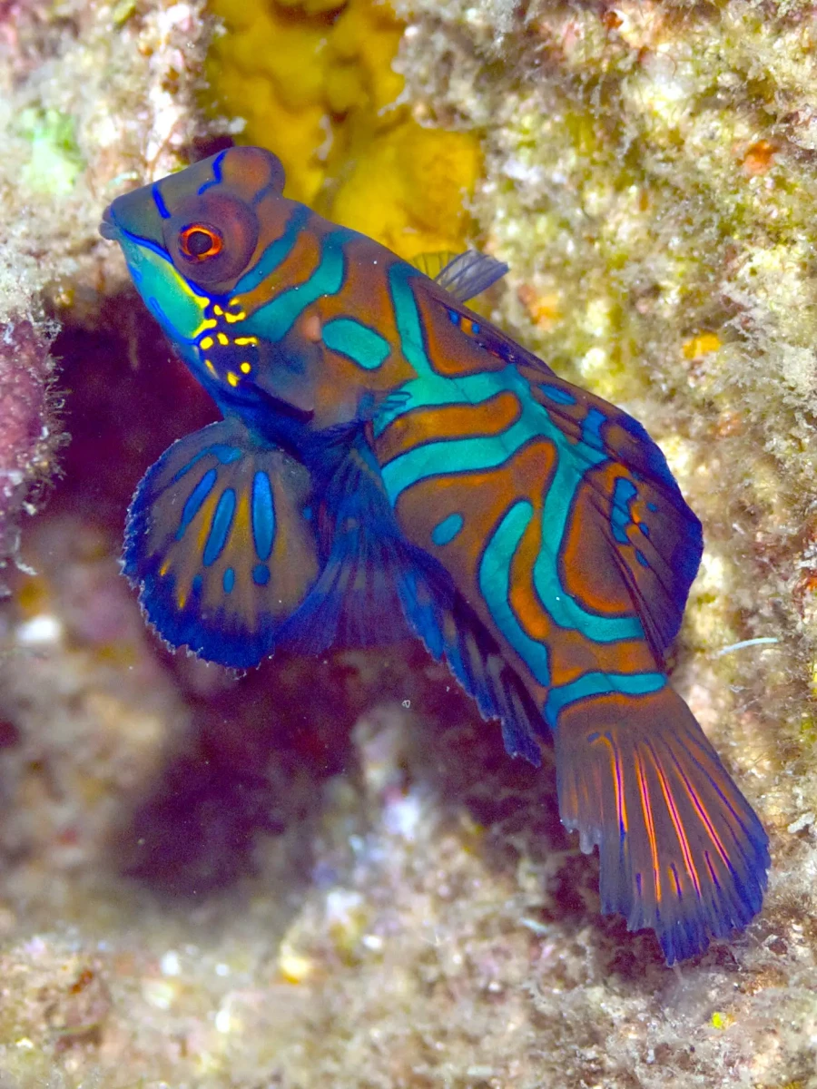 Mandarinfish