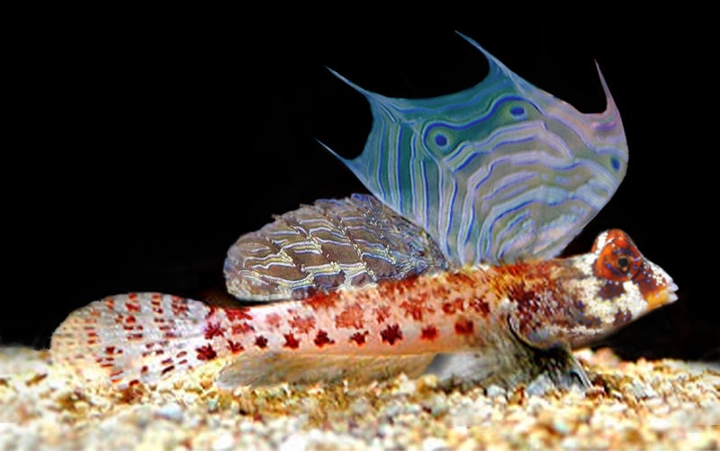 Starry Dragonet